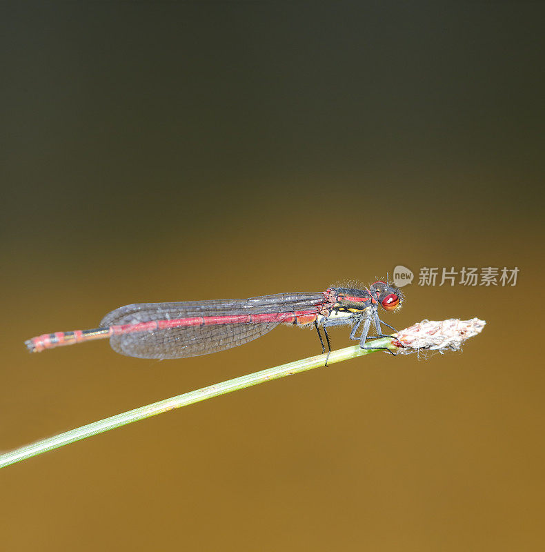 大红少女蜻蜓(Pyrrhosoma nymphula)雄性